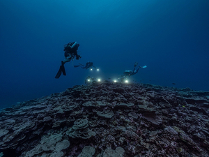 La photo de coraux géants d'Alexis Rosenfeld : l'espoir venu des fonds
