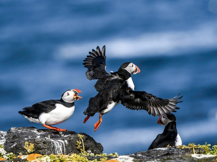 Gr&iacute;msey est l'un des meilleurs endroits du nord de l'Islande pour les ornithologues amateurs d'oiseaux de mer.