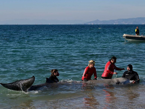 Grèce: une jeune baleine blessée retrouve la mer
