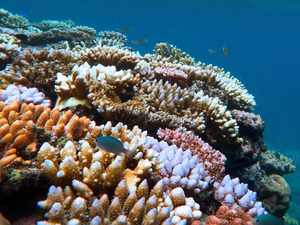 L'Australie investit dans la protection de la Grande barrière de corail