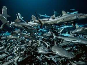 « L'Océan, c'est vivant ! », une exposition photo  sur les rives de la Seine