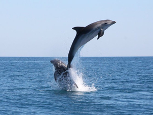 One Ocean Summit : l'Ifremer pleinement mobilisé