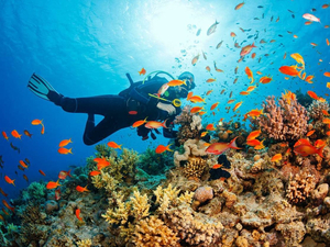 En France, un sommet pour mobiliser les Etats en faveur de l'océan