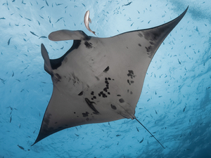 Des dirigeants attendus à Brest pour mieux protéger l'océan