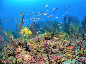 Au moins 80% des fonds marins cartographiés d'ici 2030, promet l'Unesco