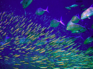 Une trentaine d'Etats promettent d'en faire plus pour les océans