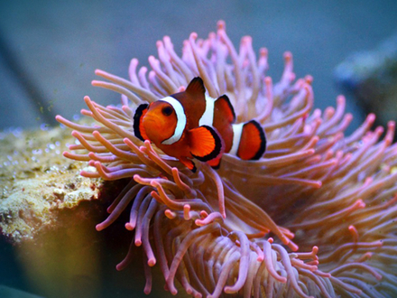Le poisson clown, qui n'est pas étranger aux îles Similan !