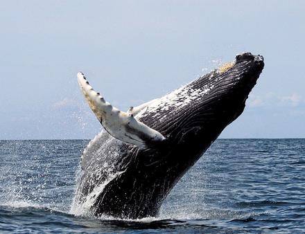 Baleine à bosse Nautisme Article