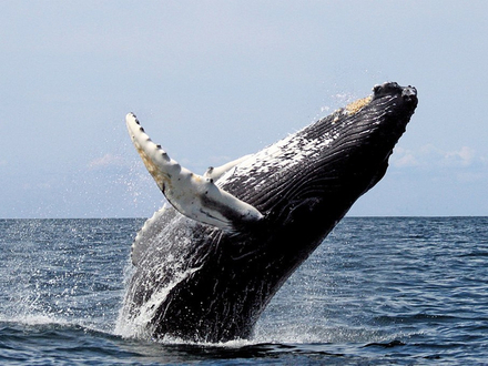 Baleine à bosse Nautisme Article