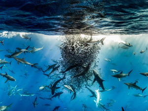 Nouveau Traité dans le cadre de la Convention des Nations unies sur le droit de la mer 
