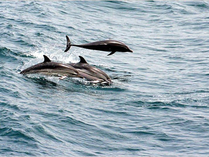 Dolphinesse : des voyages écoresponsables et écoparticipatifs pour impliquer les voyageurs dans la préservation des espèces sauvages