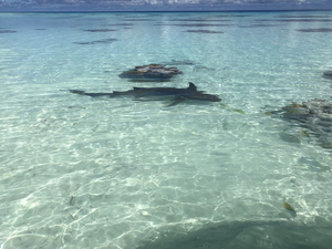 Envie de nager avec les requins ? Découvrez les meilleurs spots