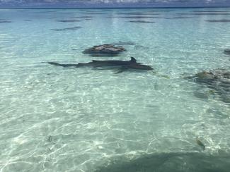 Envie de nager avec les requins ? Découvrez...