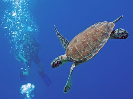 Nautisme Article