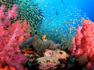 OUR OCEAN - Palau : engagements historiques annoncés pour la protection mondiale des océans