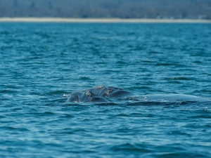 Dans l'Atlantique, des scientifiques au chevet des baleines noires