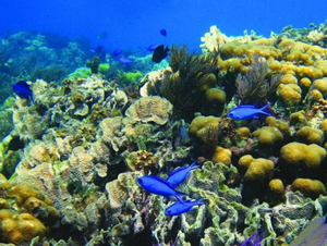 Clôture de la conférence OUR OCEAN aux Palaos : plus de 400 engagements pris pour protéger la santé et la sécurité de l'Océan