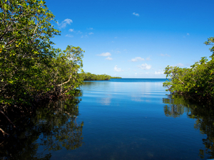 En Guadeloupe, libérer les mangroves pour réduire le risque de submersion