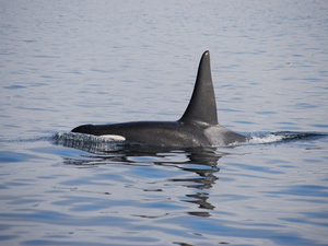  Une orque en très grande difficulté entre Rouen et le Havre