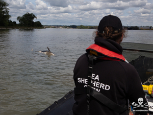  L'orque en difficulté dans la Seine a été retrouvée morte