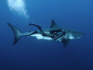 François Sarano « Nous avons nagé côte à côte. Deux minutes d'éternité, de plénitude, de confiance, de calme.»