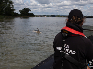 Orque dans la Seine: l'animal « ne s'était pas nourri depuis plusieurs semaines »