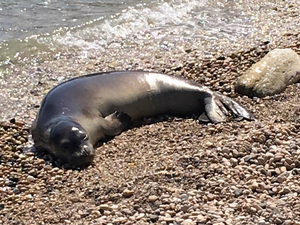 En Grèce, campagne pour défendre le phoque moine de Méditerranée
