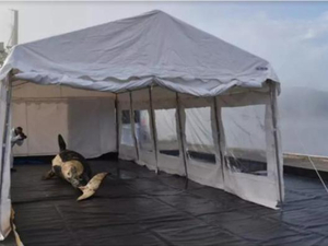 Le squelette de l'orque de la Seine intègre les collections du Muséum