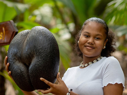 Le coco de mer, graine la plus lourde du monde