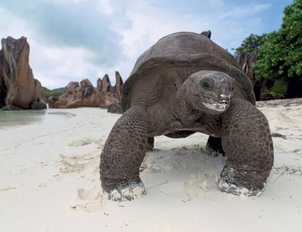 Tortue géante, Curieuse Nautisme Article