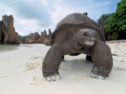 Tortue géante, Curieuse