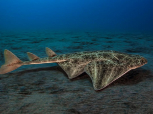 Des anges de mer équipés de balises scientifiques : une expérience inédite en Corse pour mieux connaître ces requins menacés d'extinction