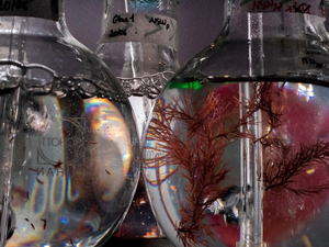  La « soupe de microbes » océanique scrutée par les chercheurs et la Marine