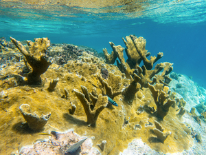Randonnée palmée : des aquariums sous vos palmes en Martinique et en Guadeloupe