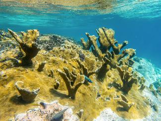 Randonnée palmée : des aquariums sous vos...