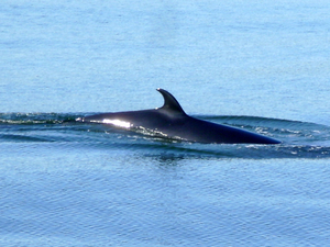 Un nouveau cétacé observé dans la Seine, dans l'estuaire du Havre