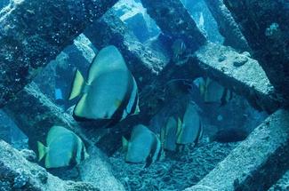 Les plus belles plongées au Japon