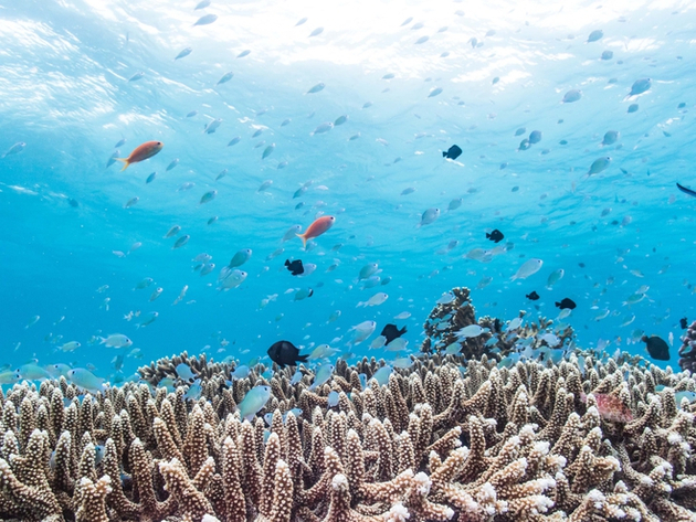Aka-Jima bénéficie d'un magnifique récif corallien permettant une visibilité parfaite toute l'année pour le snorkeling. Nautisme Article