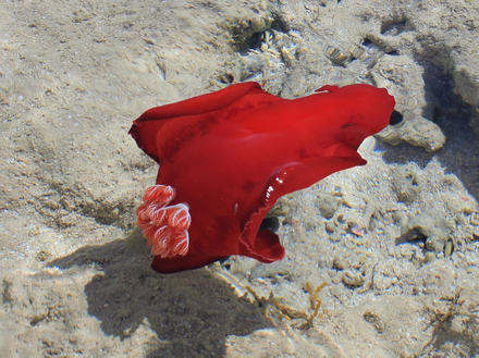 Hexabranchus sanguineus, la limace danseuse espagnole, mesure entre 20 et 30 cm de long. Hexabranchus sanguineus, la limace danseuse espagnole, mesure entre 20 et 30 cm de long.