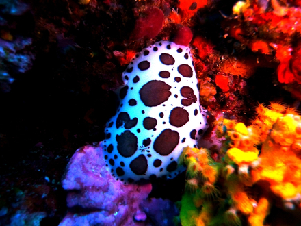 La doris dalmatien (Peltodoris atromaculata) est l'une des premières que l'on rencontre en Méditerranée Nautisme Article