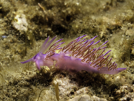 Les flabellines mauves (Flabellina affinis) sont très courantes en Méditerranée