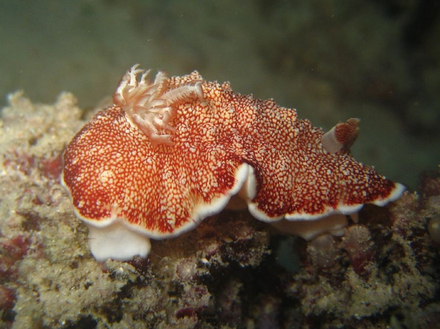 Goniobranchus tinctorius Nautisme Article