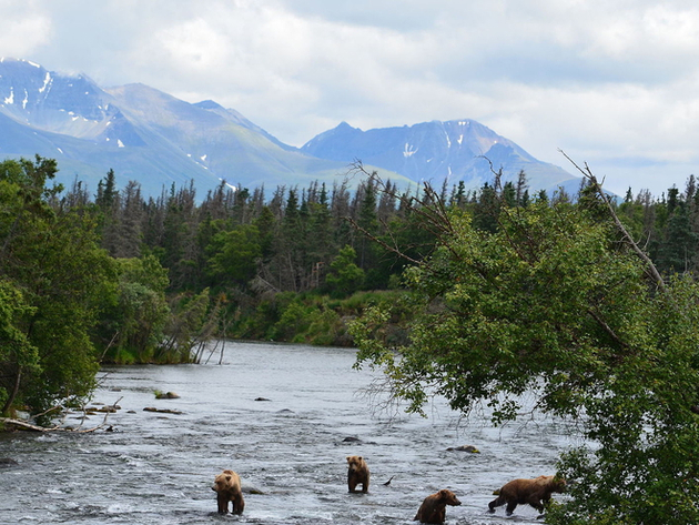 Katmai National Park Nautisme Article