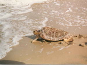 Hérault : Une tortue caouanne pond une centaine d'œufs sur une plage