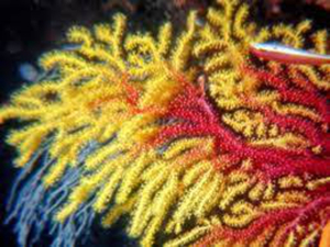 Réchauffement climatique: « mortalité inquiétante » de gorgones en Méditerranée