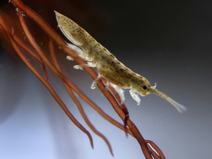 L'idotée, le crustacé pollinisateur des mers