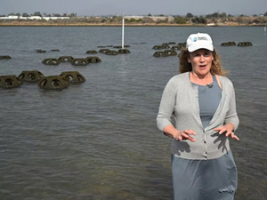 A San Diego, des récifs d'huîtres contre la montée des eaux