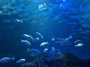 Les aires marines protégées peuvent aussi être bénéfiques pour les pêcheurs