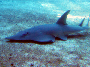 Requins, tortues et risques sanitaires au menu du 19e sommet des espèces menacées