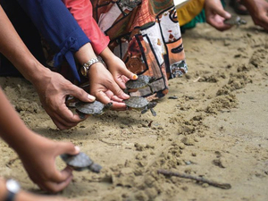 La COP-19 au secours des tortues d'eau douce et des « grenouilles de cristal »